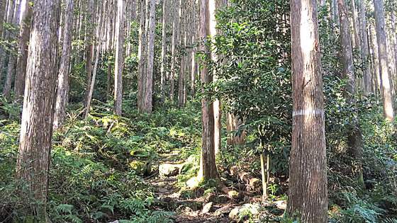 【爽快すぎる像の背】三重県便石山の絶景スポットが最高！だけど登山道は意外とハード